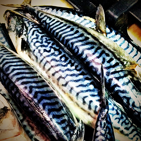 Mackerel: “The Perfect Fish!” - Monahan's Seafood Market  Fresh Whole  Fish, Fillets, Shellfish, Recipes, Catering & Lunch Counter-Ann Arbor,  Michigan