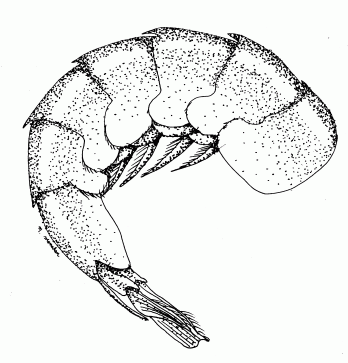 shrimp-drawing