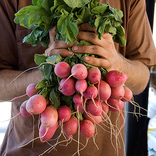 farmer holding a bunch of radishes