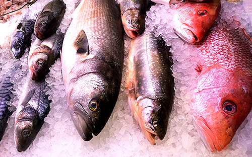 Is It Fresh? What to Look For When Buying Fish