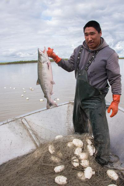 A Gift From the Yupik People – The “Not Your Everyday” Chum Salmon